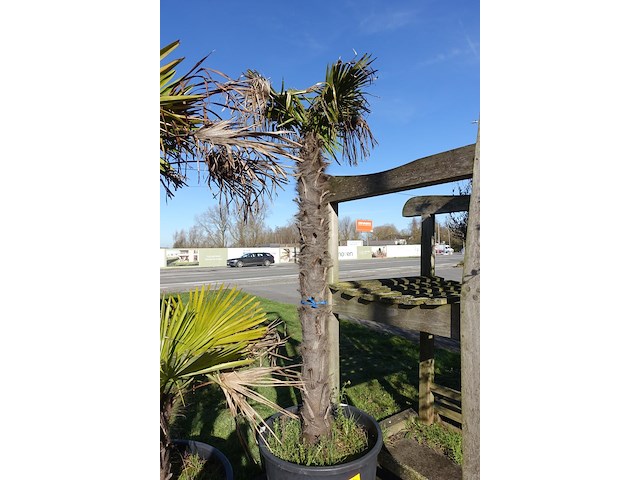 Trachycarpus fortunei - afbeelding 2 van  2
