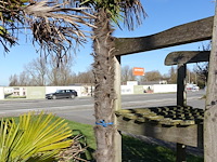 Trachycarpus fortunei - afbeelding 2 van  2