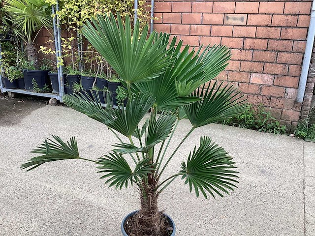Trachycarpus - afbeelding 1 van  1