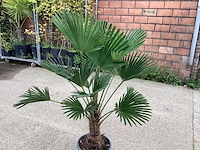 Trachycarpus - afbeelding 1 van  1