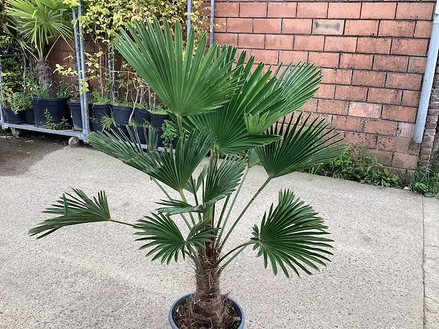 Trachycarpus - afbeelding 1 van  1