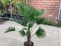 Trachycarpus