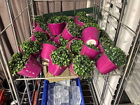 Transportkar met inhoud (2x) - afbeelding 2 van  4