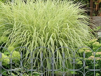 Tuinafscheiding - afbeelding 4 van  6