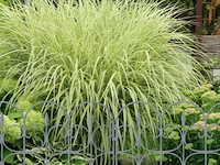 Tuinafscheiding - afbeelding 2 van  7