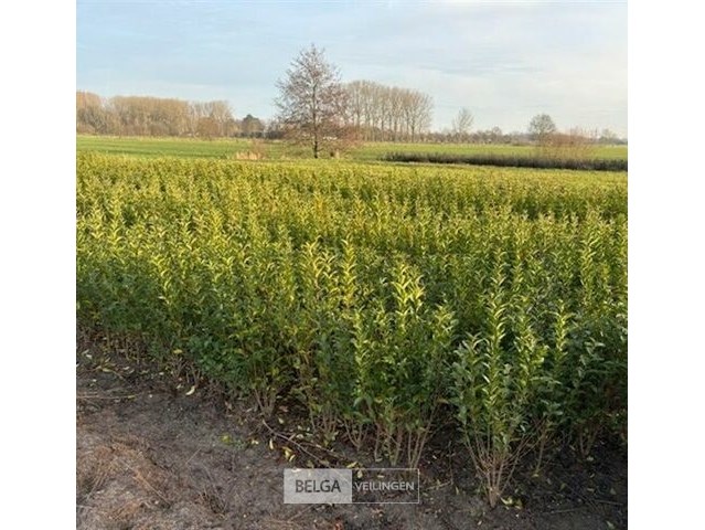 Tuinplanten - sleidingen