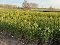 Tuinplanten - sleidingen