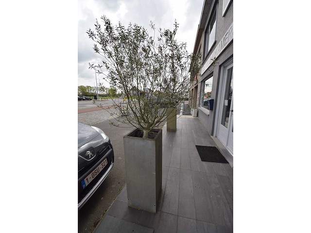 Twin set van 2 - olive tree (2x) - afbeelding 1 van  5