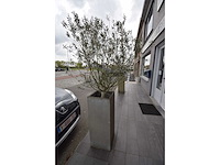 Twin set van 2 - olive tree (2x) - afbeelding 1 van  5