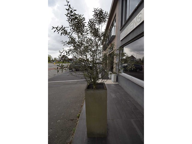 Twin set van 2 - olive tree (2x) - afbeelding 3 van  5