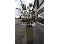 Twin set van 2 - olive tree (2x) - afbeelding 3 van  5