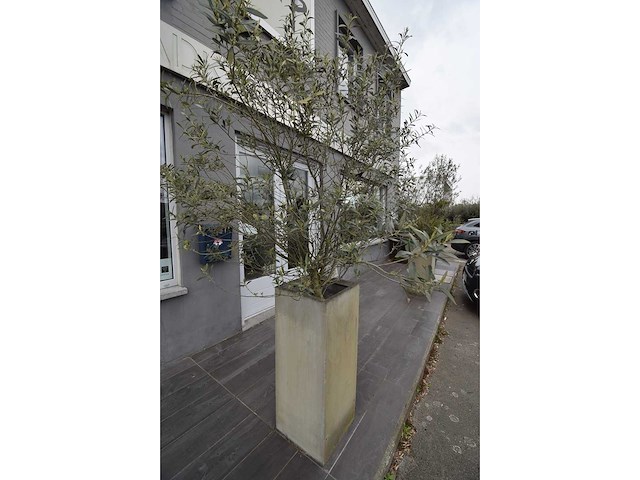 Twin set van 2 - olive tree (2x) - afbeelding 4 van  5