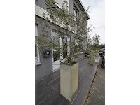 Twin set van 2 - olive tree (2x) - afbeelding 4 van  5