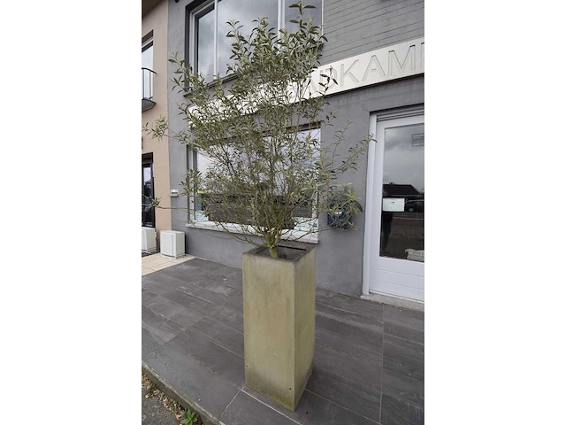 Twin set van 2 - olive tree (2x) - afbeelding 5 van  5