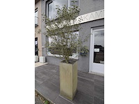 Twin set van 2 - olive tree (2x) - afbeelding 5 van  5