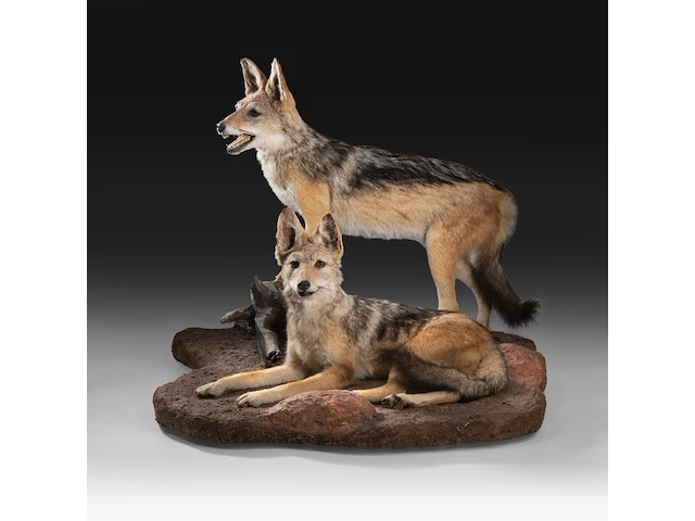 Two black-backed jackals (lupulella mesomelas) full mount, taxidermy trophy, h 58 cm - afbeelding 1 van  6