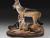 Two black-backed jackals (lupulella mesomelas) full mount, taxidermy trophy, h 58 cm