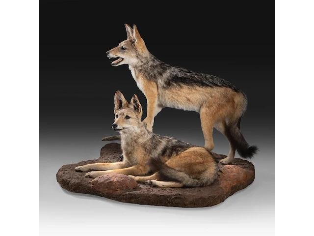 Two black-backed jackals (lupulella mesomelas) full mount, taxidermy trophy, h 58 cm - afbeelding 2 van  6