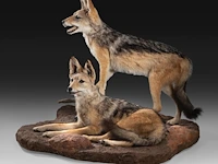 Two black-backed jackals (lupulella mesomelas) full mount, taxidermy trophy, h 58 cm - afbeelding 2 van  6