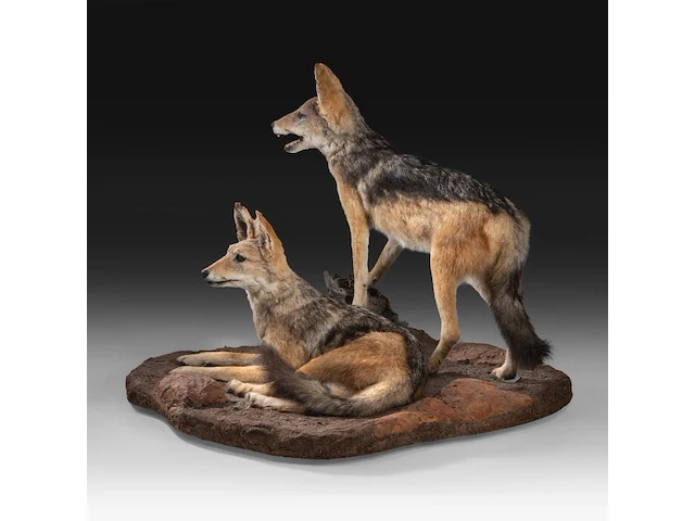 Two black-backed jackals (lupulella mesomelas) full mount, taxidermy trophy, h 58 cm - afbeelding 3 van  6