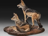 Two black-backed jackals (lupulella mesomelas) full mount, taxidermy trophy, h 58 cm - afbeelding 3 van  6