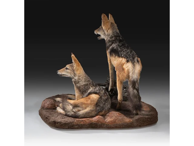 Two black-backed jackals (lupulella mesomelas) full mount, taxidermy trophy, h 58 cm - afbeelding 4 van  6