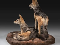Two black-backed jackals (lupulella mesomelas) full mount, taxidermy trophy, h 58 cm - afbeelding 4 van  6