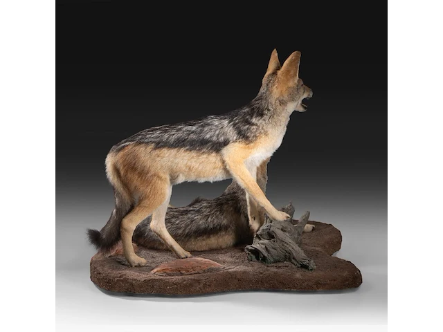 Two black-backed jackals (lupulella mesomelas) full mount, taxidermy trophy, h 58 cm - afbeelding 5 van  6