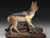 Two black-backed jackals (lupulella mesomelas) full mount, taxidermy trophy, h 58 cm - afbeelding 5 van  6