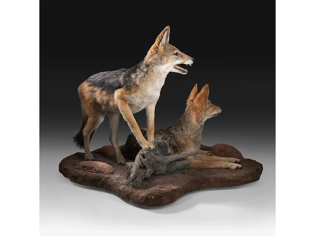 Two black-backed jackals (lupulella mesomelas) full mount, taxidermy trophy, h 58 cm - afbeelding 6 van  6