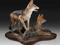 Two black-backed jackals (lupulella mesomelas) full mount, taxidermy trophy, h 58 cm - afbeelding 6 van  6