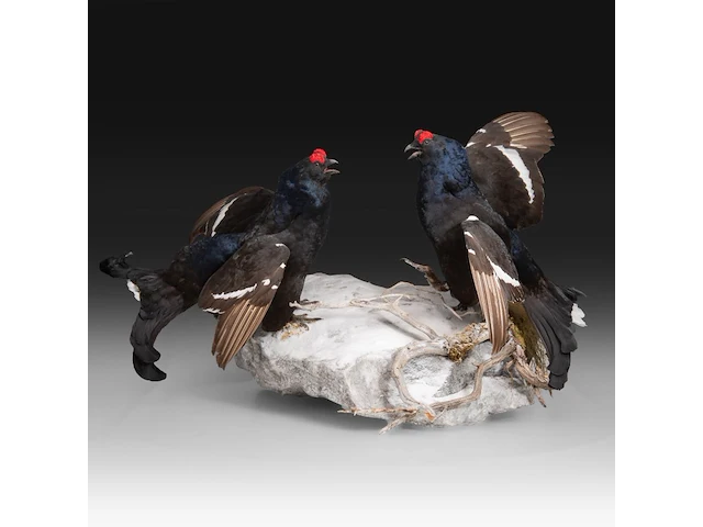 Two black grouse (lyrurus tetrix) full mount, taxidermy trophy, h 52 cm - afbeelding 1 van  7
