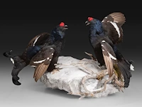 Two black grouse (lyrurus tetrix) full mount, taxidermy trophy, h 52 cm