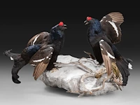 Two black grouse (lyrurus tetrix) full mount, taxidermy trophy, h 52 cm - afbeelding 2 van  7