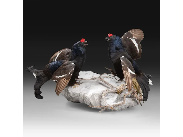 Two black grouse (lyrurus tetrix) full mount, taxidermy trophy, h 52 cm - afbeelding 3 van  7