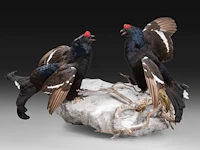 Two black grouse (lyrurus tetrix) full mount, taxidermy trophy, h 52 cm - afbeelding 3 van  7