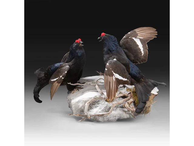 Two black grouse (lyrurus tetrix) full mount, taxidermy trophy, h 52 cm - afbeelding 4 van  7
