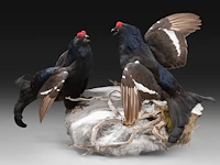 Two black grouse (lyrurus tetrix) full mount, taxidermy trophy, h 52 cm - afbeelding 4 van  7