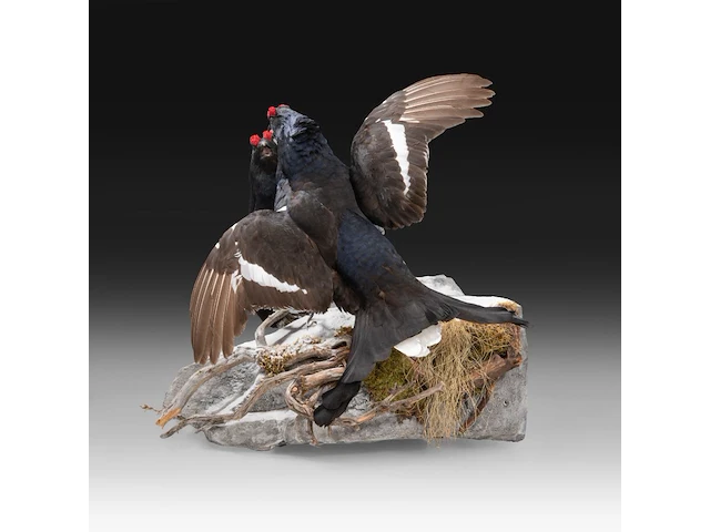 Two black grouse (lyrurus tetrix) full mount, taxidermy trophy, h 52 cm - afbeelding 5 van  7