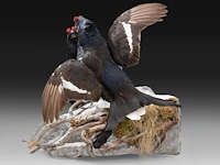 Two black grouse (lyrurus tetrix) full mount, taxidermy trophy, h 52 cm - afbeelding 5 van  7