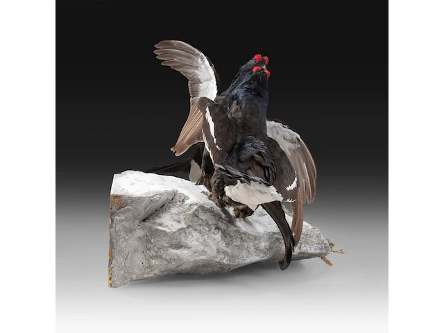 Two black grouse (lyrurus tetrix) full mount, taxidermy trophy, h 52 cm - afbeelding 6 van  7