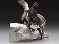 Two black grouse (lyrurus tetrix) full mount, taxidermy trophy, h 52 cm - afbeelding 6 van  7