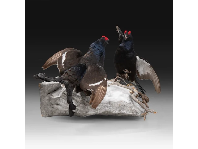 Two black grouse (lyrurus tetrix) full mount, taxidermy trophy, h 52 cm - afbeelding 7 van  7