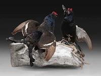 Two black grouse (lyrurus tetrix) full mount, taxidermy trophy, h 52 cm - afbeelding 7 van  7