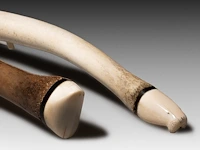 Two carved walrus baculum inuit oosik clubs, ending in carved polar bear's heads, l 55 - 56 cm - afbeelding 5 van  5