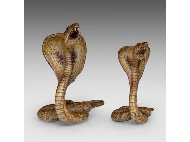 Two cold-painted vienna bronze cobras by franz xavier bergmann (1861-1936), h 10-12,5 cm - afbeelding 3 van  10