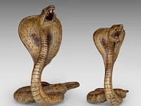 Two cold-painted vienna bronze cobras by franz xavier bergmann (1861-1936), h 10-12,5 cm - afbeelding 3 van  10