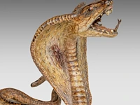 Two cold-painted vienna bronze cobras by franz xavier bergmann (1861-1936), h 10-12,5 cm - afbeelding 10 van  10