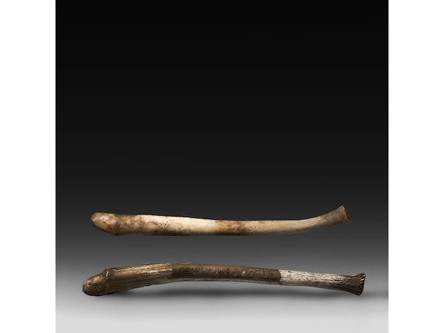 Two inuit oosik hunting clubs made from the penis bone of an arctic walrus (baculum), l 56 - 58 cm - afbeelding 1 van  5