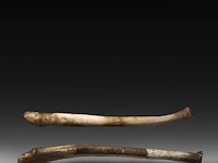 Two inuit oosik hunting clubs made from the penis bone of an arctic walrus (baculum), l 56 - 58 cm